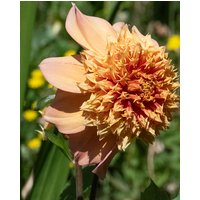 Dahlia Sandia Brocade Tubers