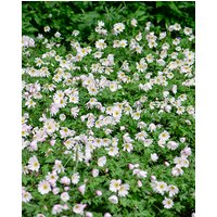 Anemone Nemorosa Bulbs