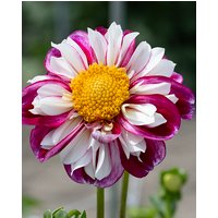 Dahlia Bumble Rumble Tubers