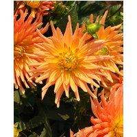Dahlia Gold Crown