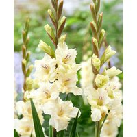 Gladiolus Dreamy Creamy Bulbs