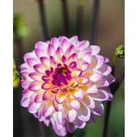 Dahlia El Paso Tubers