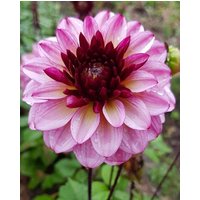 Dahlia Muchacha Tubers