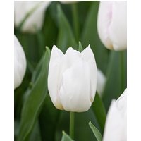 Tulip White Prince Bulbs