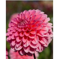 Dahlia Pink Runner Tubers
