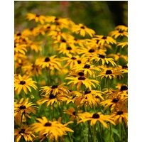 Rudbeckia Goldsturm