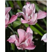 Tulip Miss Elegance Bulbs