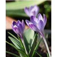 Crocus Tommasinianus Rudy Light Bulbs