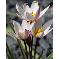 Tulip Hilde Bulbs