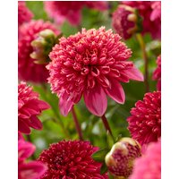Dahlia Alyshia Tubers