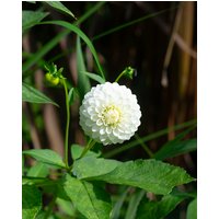 Dahlia Petra's Wedding Tubers