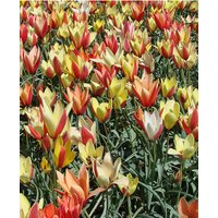 Tulip Clusiana Super Mix