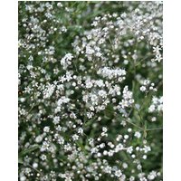 Gypsophila Bristol Fairy