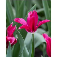 Tulip Doll's Minuet Bulbs