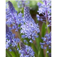 Scilla Litardierei Bulbs