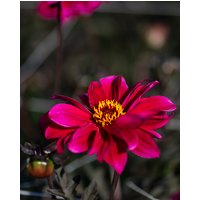 Dahlia Bishop of Canterbury ® Tubers