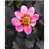 Dahlia Dahlegria Tricolour Tubers
