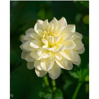 Dahlia Caramel Antique Tubers