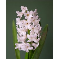 Prepared Hyacinth White Pearl Bulbs
