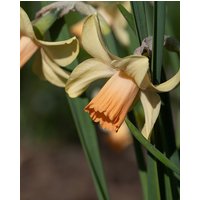 Narcissus Prototype Bulbs