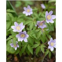 Anemone Robinsoniana