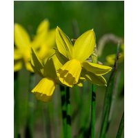 Narcissus Yellow Sailboat Bulbs