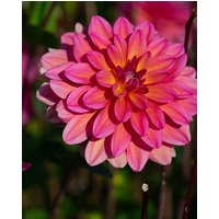 Dahlia Great Silence Tubers