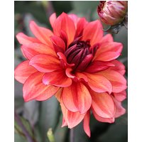 Dahlia Invitation Tubers