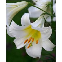 Lilium Regale Album Bulbs