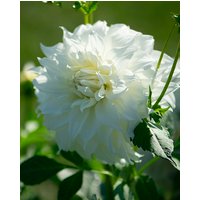 Dahlia Snowbound Tubers