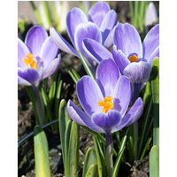 Crocus Striped Bird Bulbs