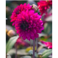 Dahlia Jennifer Mary Ellen Tubers