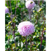 Dahlia Espacio Tubers