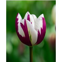 Tulip Rem's Favourite Bulbs