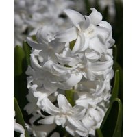 Hyacinth Snow Crystal Bulbs