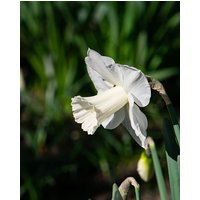 Narcissus Mount Hood Bulbs