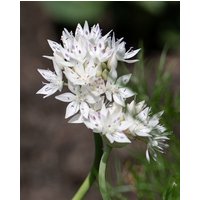 Allium Amplectens Graceful Beauty Bulbs
