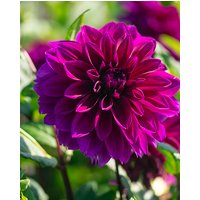 Dahlia Thomas A. Edison Tubers