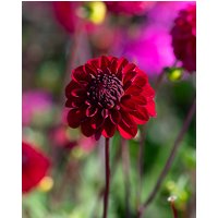 Dahlia Red Jill Tubers