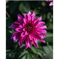 Dahlia Gallery Art Nouveau ® Tubers