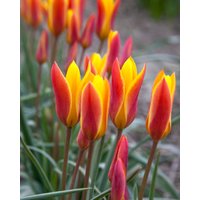 Tulip Clusiana Chrysantha Bulbs