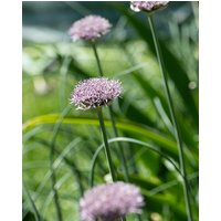 Allium New York Bulbs