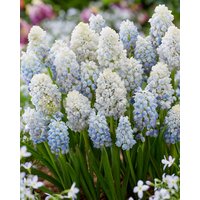 Muscari Nature's Beauty Bulbs