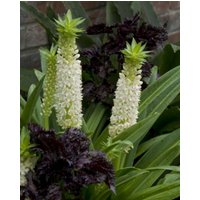 Eucomis Autumnalis Bulbs