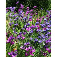 Babiana Stricta Bulbs