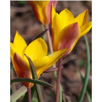 Tulip clusiana Sheila