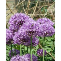 Allium Aflatunense (Hollandicum) Bulbs
