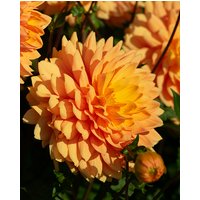 Dahlia Rancho Tubers