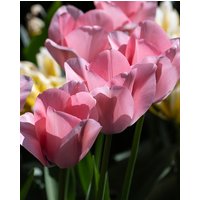 Tulip Bella Blush Bulbs