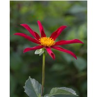 Dahlia Honka Red (Mary Schnugg) Tubers